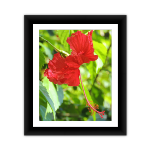 Red Flower