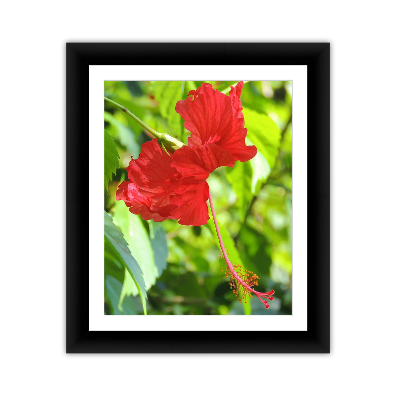 Red Flower