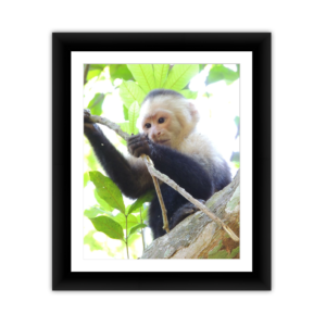 Monkey 1
