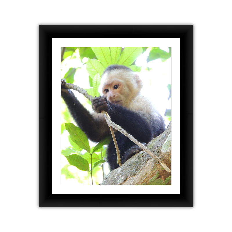 Monkey 1