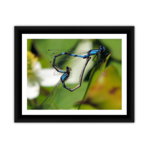 Framed Kodak & Photo Paper Prints