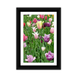 Tulip Field