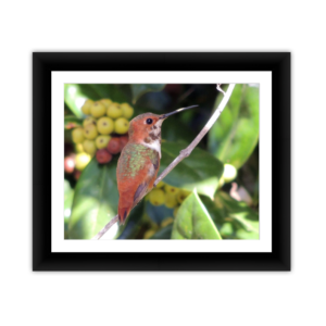 Rufus Hummingbird Pause