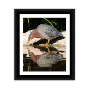 Bird Reflection