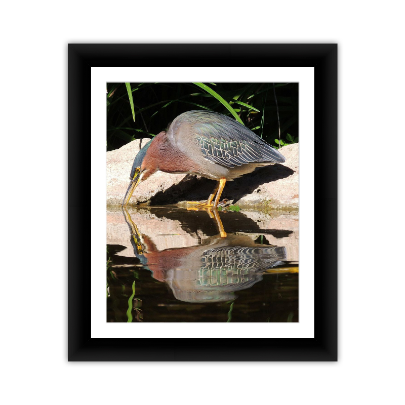 Bird Reflection