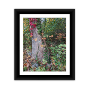 Falls Leaves down the Trees
