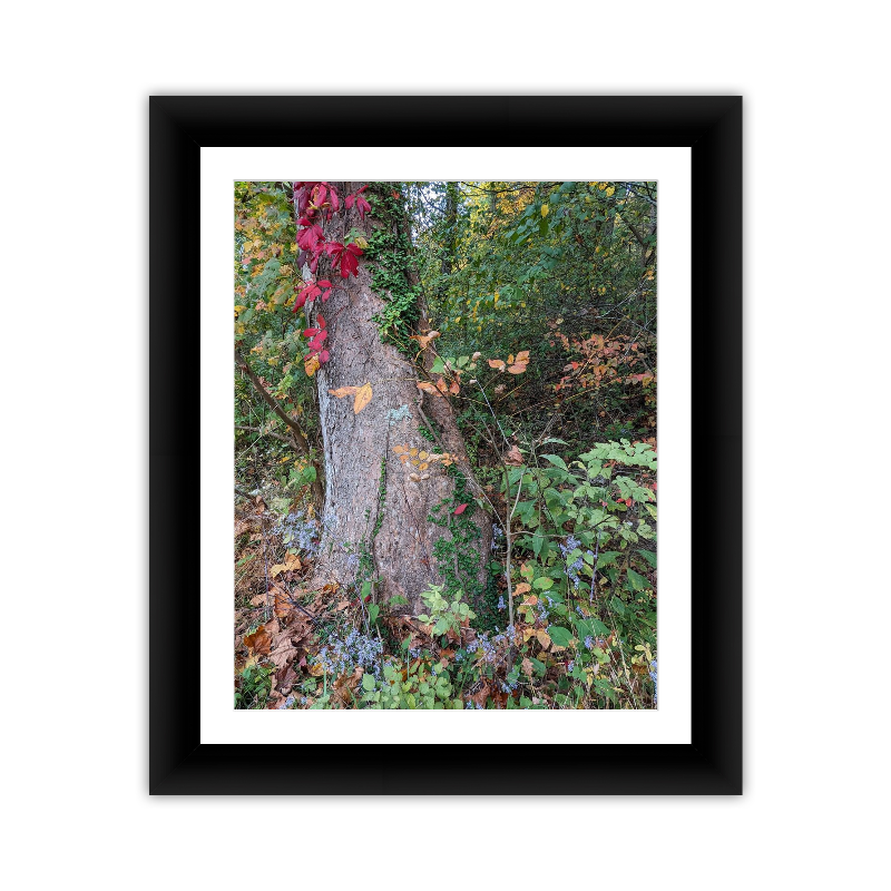Falls Leaves down the Trees