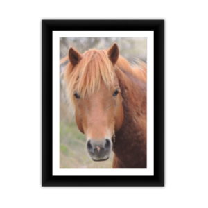 Assateague Wild Pony