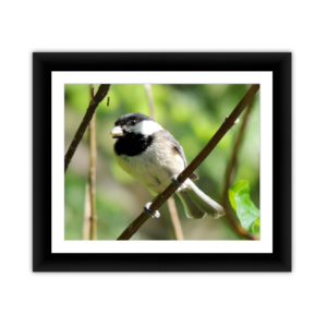 Chickadee with Seed