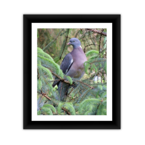 Pigeon in Pine Tree