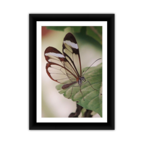 Glass Wing