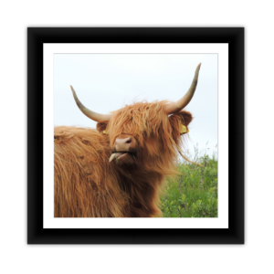 Highland Cow Square