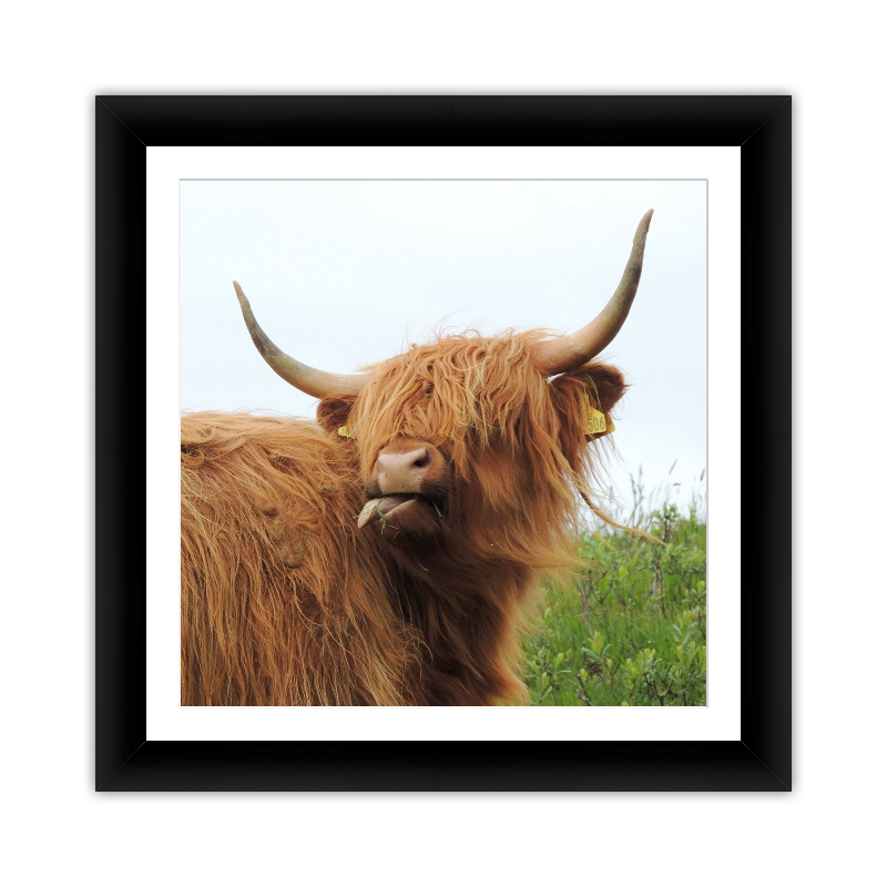 Highland Cow Square