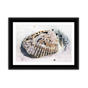 Single Shell