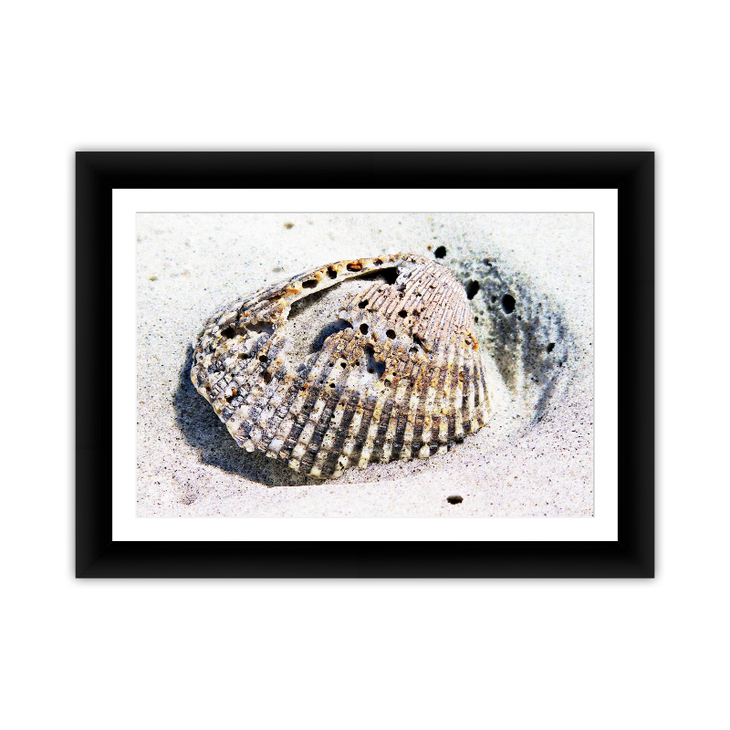 Single Shell