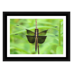 Framed Kodak & Photo Paper Prints