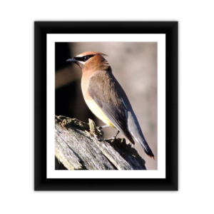 Banded Bird