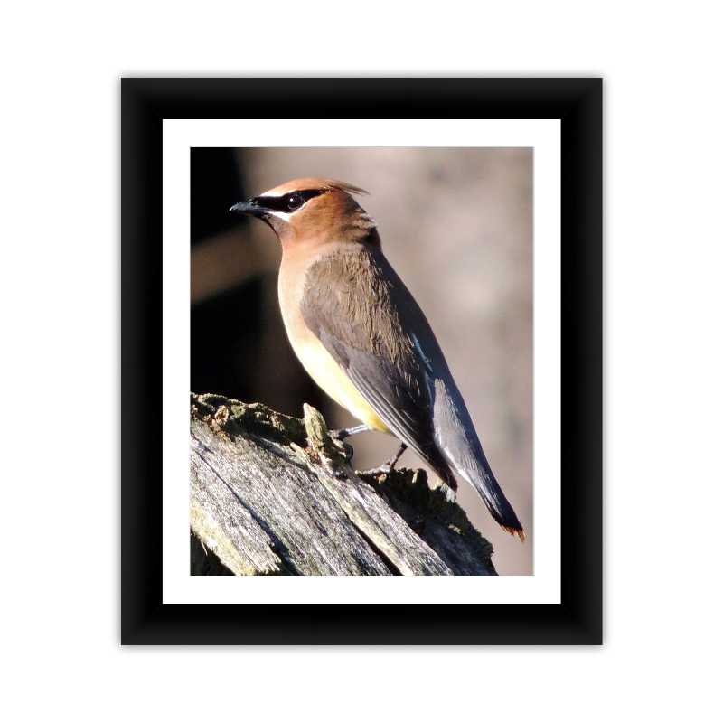 Banded Bird