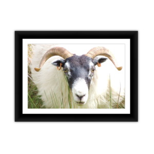 Curly Haired Ram
