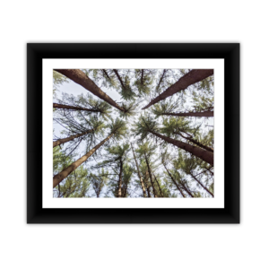 Looking Up through the Trees