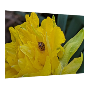 Etsy - Blooms Canvas Gatorboard