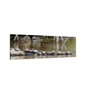 Adorable Critters Canvas Wrap
