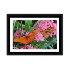 Two Orange Butterflies