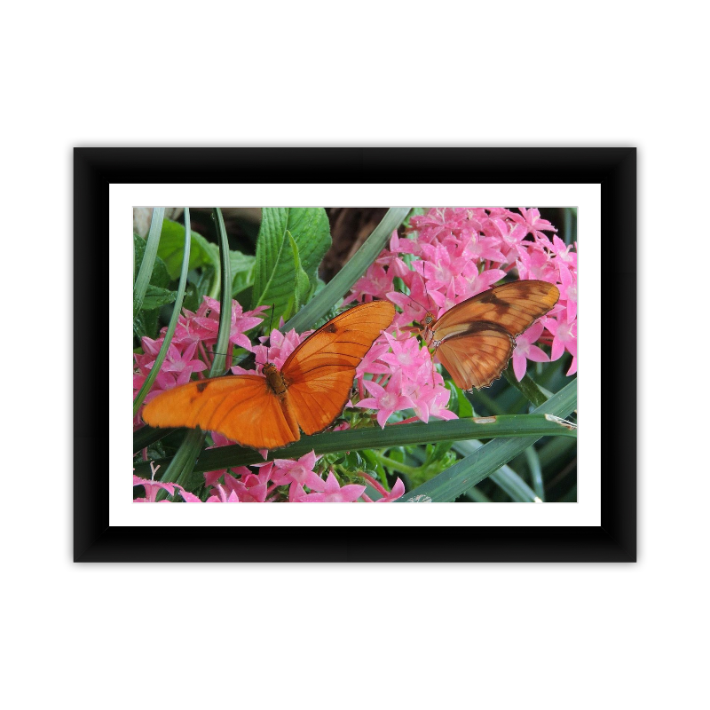 Two Orange Butterflies