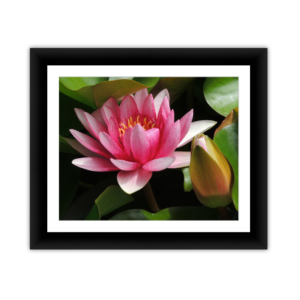 Lotus Flower no Frog