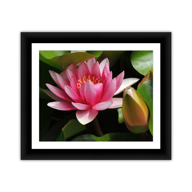 Lotus Flower no Frog