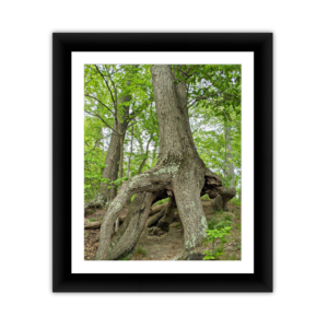 Exposed Tree Roots