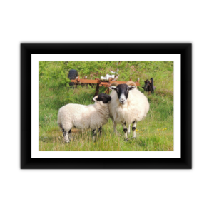 Two Sheep in Field