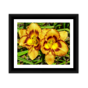 Yellow Orchids