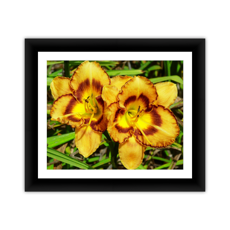 Yellow Orchids