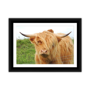 Framed Kodak & Photo Paper Prints