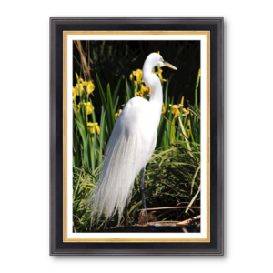 Waterfowl Specialty