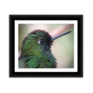 Hummingbird Close up