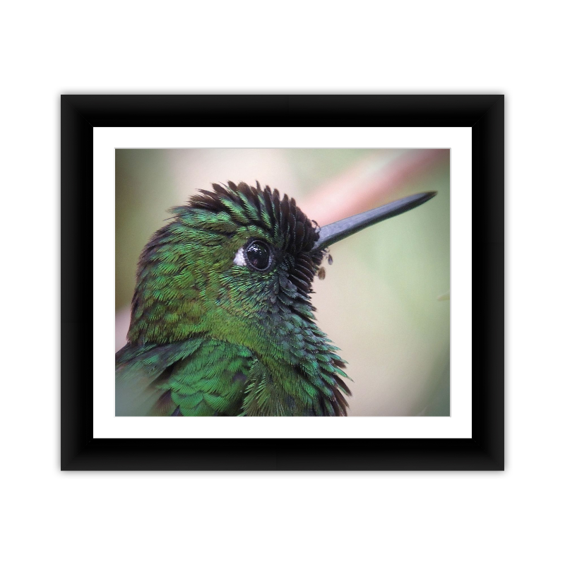 Hummingbird Close up