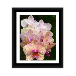 Pearl Orchids