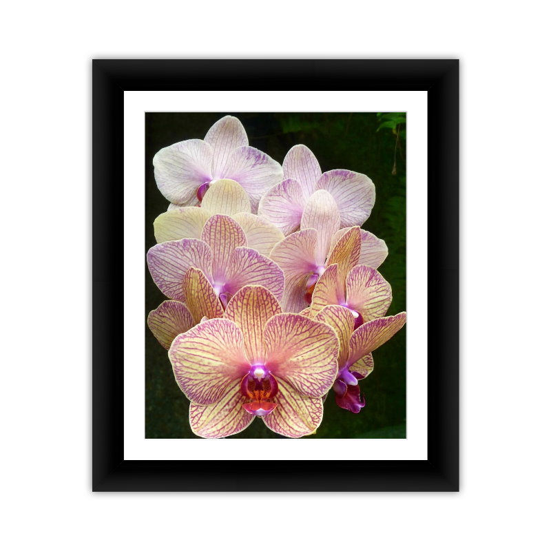 Pearl Orchids