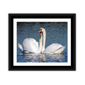 Love Swans