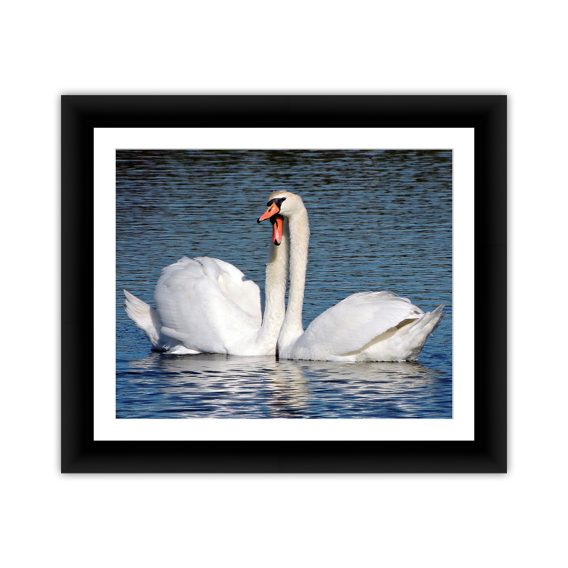 Love Swans