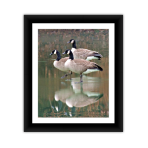 Geese Reflection