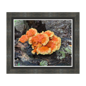 Fungus Orange