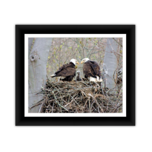 Framed Kodak & Photo Paper Prints