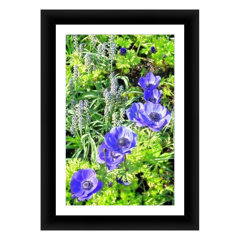 Framed Kodak & Photo Paper Prints