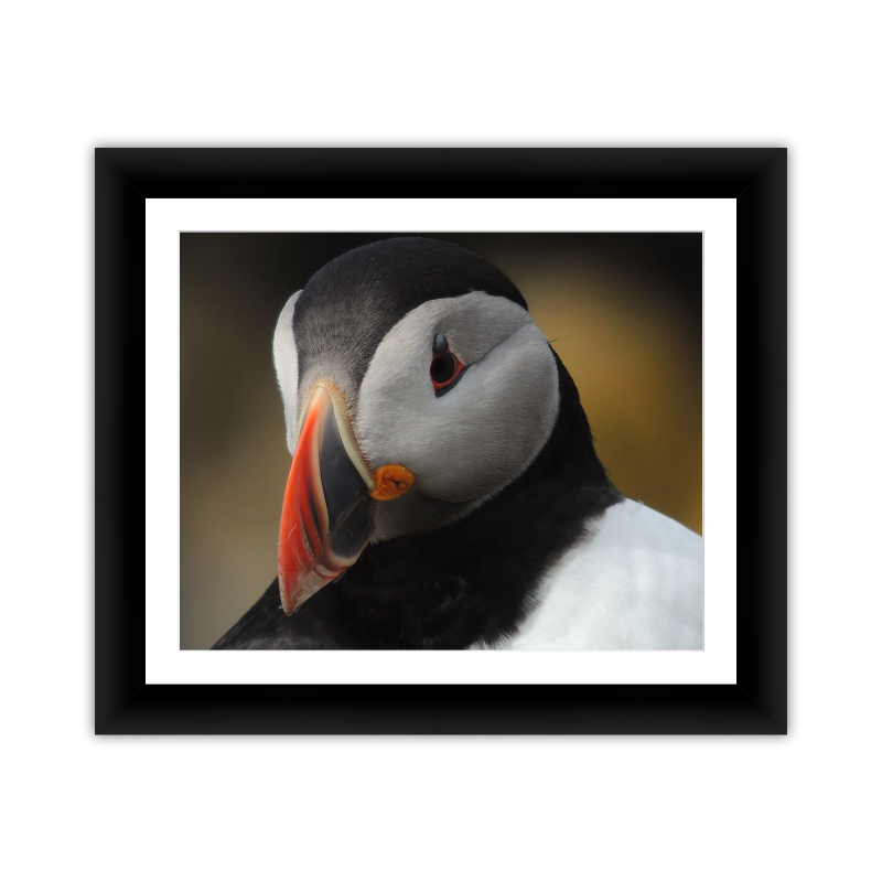 Puffin Up Close