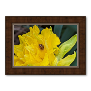 Etsy Blooms Specialty 3a