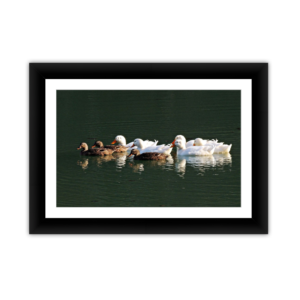 Brood of Ducks
