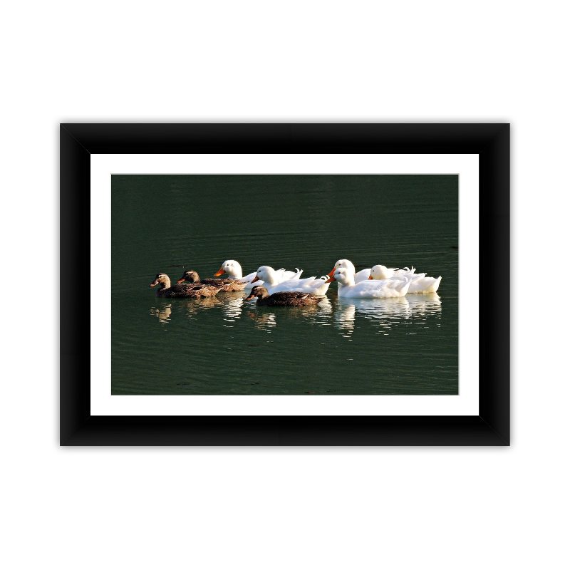 Brood of Ducks